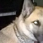 Znaleziono psa, Piekary Śląskie, 8 maja 2017