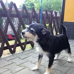 Znaleziono psa, Piekary Śląskie, 9 lipca 2019