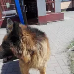 Znaleziono psa, Piekary Śląskie, 30 kwietnia 2018