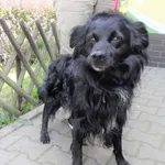 Znaleziono psa, Piekary Śląskie, 4 sierpnia 2017