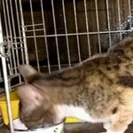 Znaleziono kota, Piekary Śląskie, 27 lutego 2017