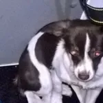 Znaleziono psa, Piekary Śląskie, 29 marca 2017