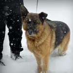 Znaleziono psa, Piekary Śląskie, 16 grudnia 2022