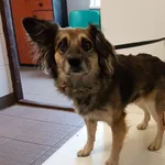 Znaleziono psa, Piekary Śląskie, 26 sierpnia 2019