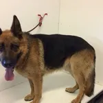 Znaleziono psa, Piekary Śląskie, 27 czerwca 2019