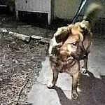 Znaleziono psa, Piekary Śląskie, 11 grudnia 2017
