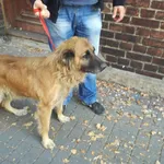 Znaleziono psa, Piekary Śląskie, 16 października 2018