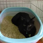 Znaleziono kota, Piekary Śląskie, 17 września 2018