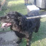 Znaleziono psa, Piekary Śląskie, 19 kwietnia 2018