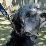 Znaleziono psa, Piekary Śląskie, 19 maja 2017