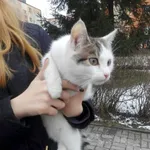 Znaleziono kota, Piekary Śląskie, 12 lutego 2018