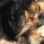 Znaleziono psa, Piekary Śląskie, 23 marca 2016