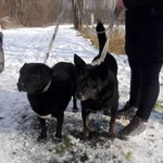 Znaleziono psa, Piekary Śląskie, 12 lutego 2018