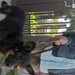 Znaleziono psa, Piekary Śląskie, 19 września 2017
