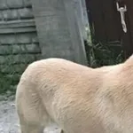 Znaleziono psa, Piekary Śląskie, 26 czerwca 2017