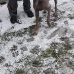 Znaleziono psa, Piekary Śląskie, 22 grudnia 2017