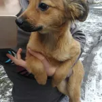 Znaleziono psa, Piekary Śląskie, 20 lutego 2018