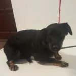 Znaleziono psa, Piekary Śląskie, 14 sierpnia 2019