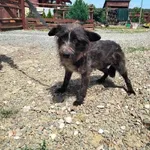 Pies do adopcji, Młodolino, 1 czerwca 2023