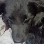 Znaleziono psa, Piekary Śląskie, 24 maja 2017