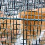 Znaleziono kota, Piekary Śląskie, 28 kwietnia 2017