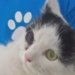Znaleziono kota, Piekary Śląskie, 4 lipca 2016
