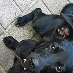 Znaleziono psa, Piekary Śląskie, 28 kwietnia 2017