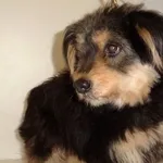 Znaleziono psa, Piekary Śląskie, 4 lipca 2016