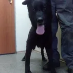 Znaleziono psa, Piekary Śląskie, 12 stycznia 2018
