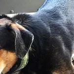 Znaleziono psa, Piekary Śląskie, 10 maja 2017
