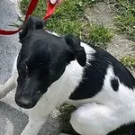 Znaleziono psa, Piekary Śląskie, 25 maja 2017