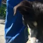 Znaleziono psa, Piekary Śląskie, 12 maja 2017