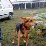 Znaleziono psa, Piekary Śląskie, 27 listopada 2017
