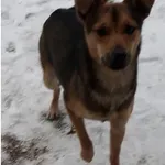 Znaleziono psa, Dąbrówka, 15 grudnia 2021