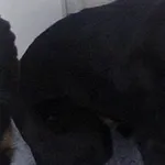 Znaleziono psa, Piekary Śląskie, 23 marca 2016