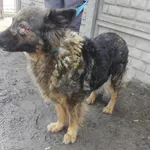 Znaleziono psa, Piekary Śląskie, 9 marca 2018