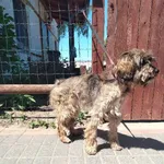 Znaleziono psa, Młodolino, 2 czerwca 2023