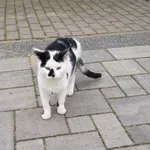 Znaleziono kota, Dąbrówka, 18 listopada 2020