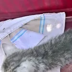 Znaleziono kota, Piekary Śląskie, 12 czerwca 2017