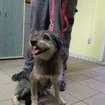 Znaleziono psa, Piekary Śląskie, 23 lipca 2018
