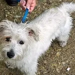 Znaleziono psa, Piekary Śląskie, 25 maja 2017