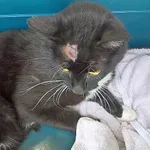 Znaleziono kota, Piekary Śląskie, 7 sierpnia 2017