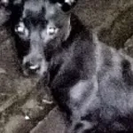 Znaleziono psa, Piekary Śląskie, 2 maja 2017