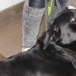 Znaleziono psa, Piekary Śląskie, 5 lutego 2016