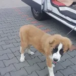 Znaleziono psa, Piekary Śląskie, 30 sierpnia 2022