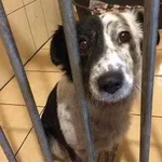 Znaleziono psa, Piekary Śląskie, 28 grudnia 2018