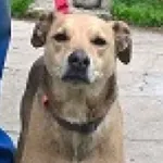 Znaleziono psa, Piekary Śląskie, 15 maja 2017