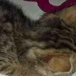 Znaleziono kota, Piekary Śląskie, 24 maja 2017