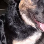 Znaleziono psa, Piekary Śląskie, 12 września 2016