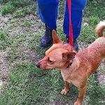 Znaleziono psa, Piekary Śląskie, 26 lipca 2017